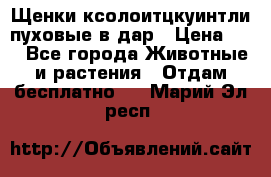 Щенки ксолоитцкуинтли пуховые в дар › Цена ­ 1 - Все города Животные и растения » Отдам бесплатно   . Марий Эл респ.